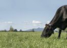 Virtual cattle fencing