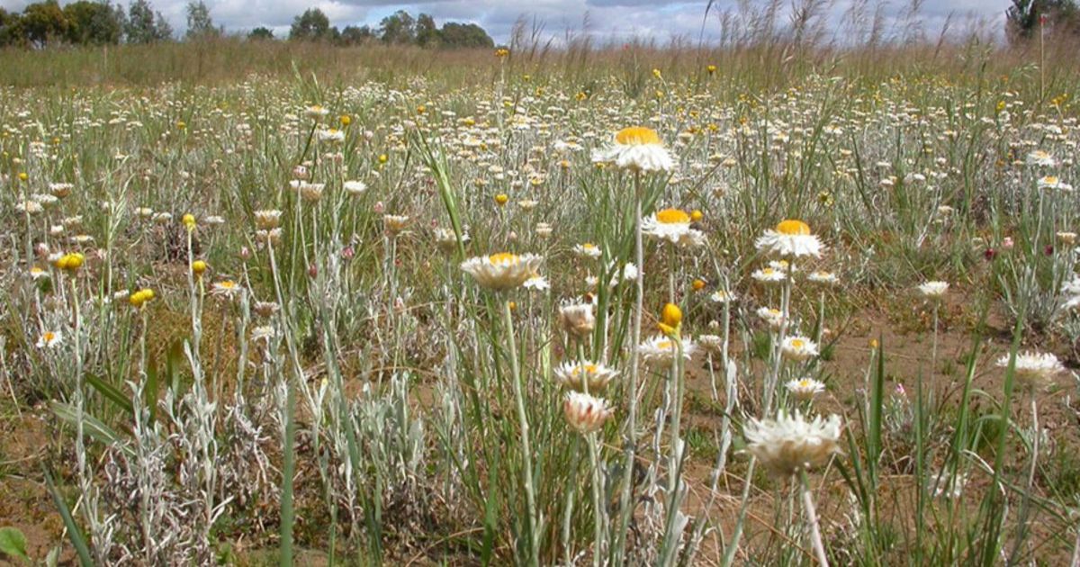 Wadawurrung native nursery