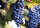 Geelong Shiraz Festival