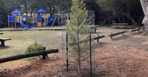 Monterey cypress replanting
