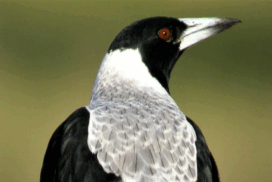 Swooping Season Victoria