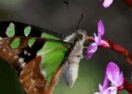 Wildflower Arts Weekend