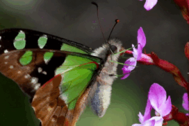 Wildflower Arts Weekend