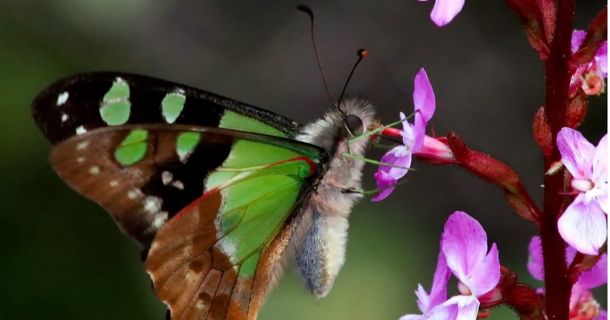Wildflower Arts Weekend