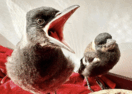 protect baby birds