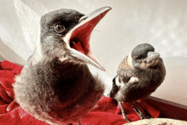 protect baby birds