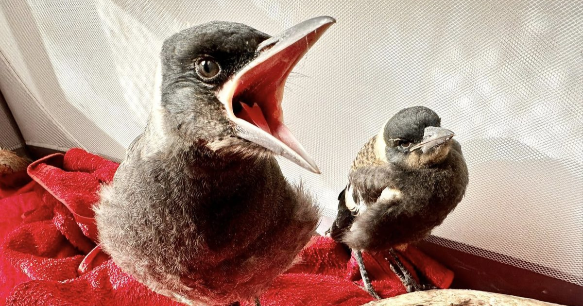 protect baby birds