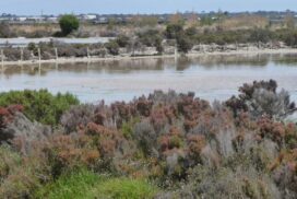 Bellarine wetlands Ramsar