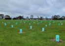 Lake Modewarre Restoration