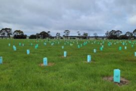 Lake Modewarre Restoration