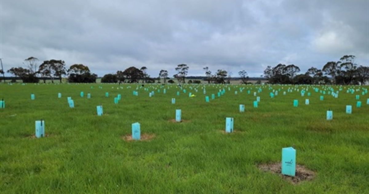 Lake Modewarre Restoration