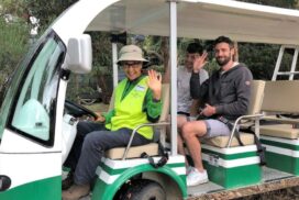 Anglesea Kangaroo Tours
