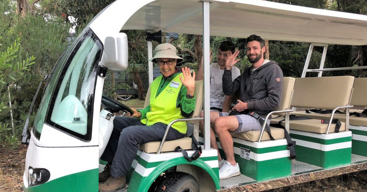 Anglesea Kangaroo Tours