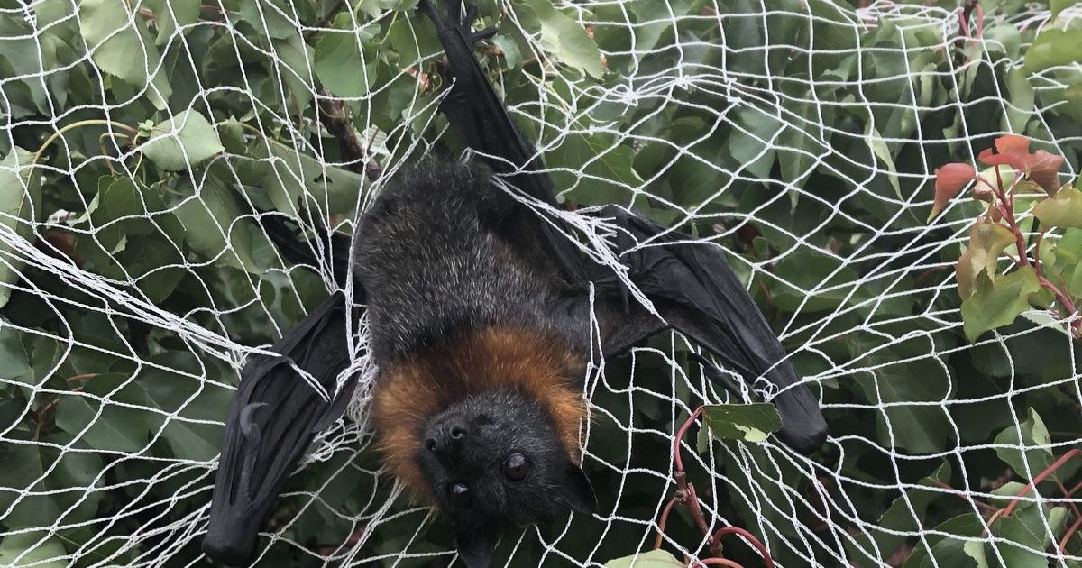 Illegal Fruit Netting