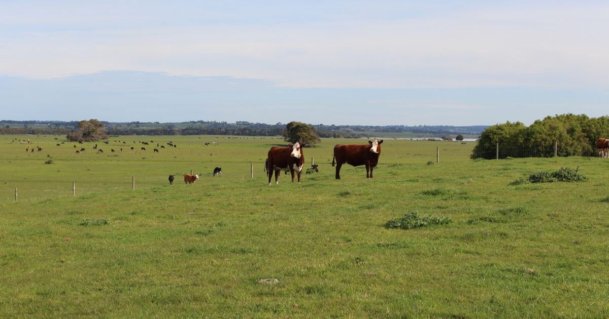 Irrewarra acreage for sale