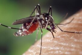 Mosquito Management Geelong