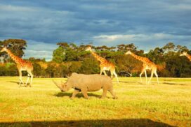 Werribee Open Range Zoo