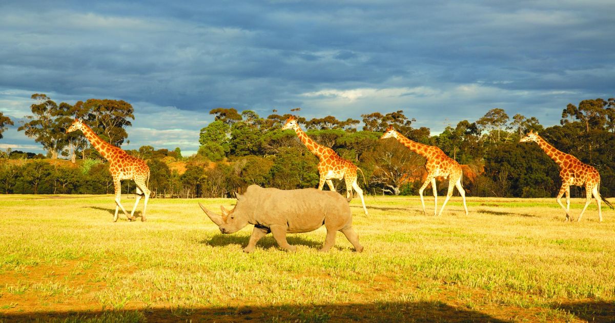 Werribee Open Range Zoo