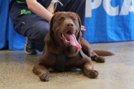 RSPCA pet helpline