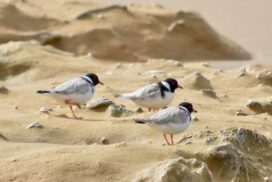 hooded plover chicks