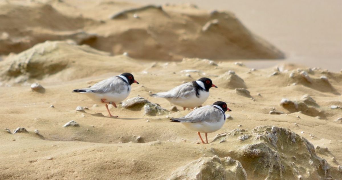 hooded plover chicks