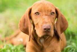 Pet Registration Reminder
