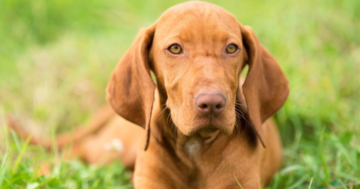 Pet Registration Reminder