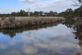 Anglesea River flood study