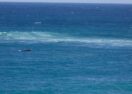 Great Ocean Road whales