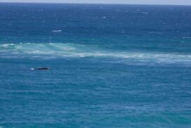 Great Ocean Road whales