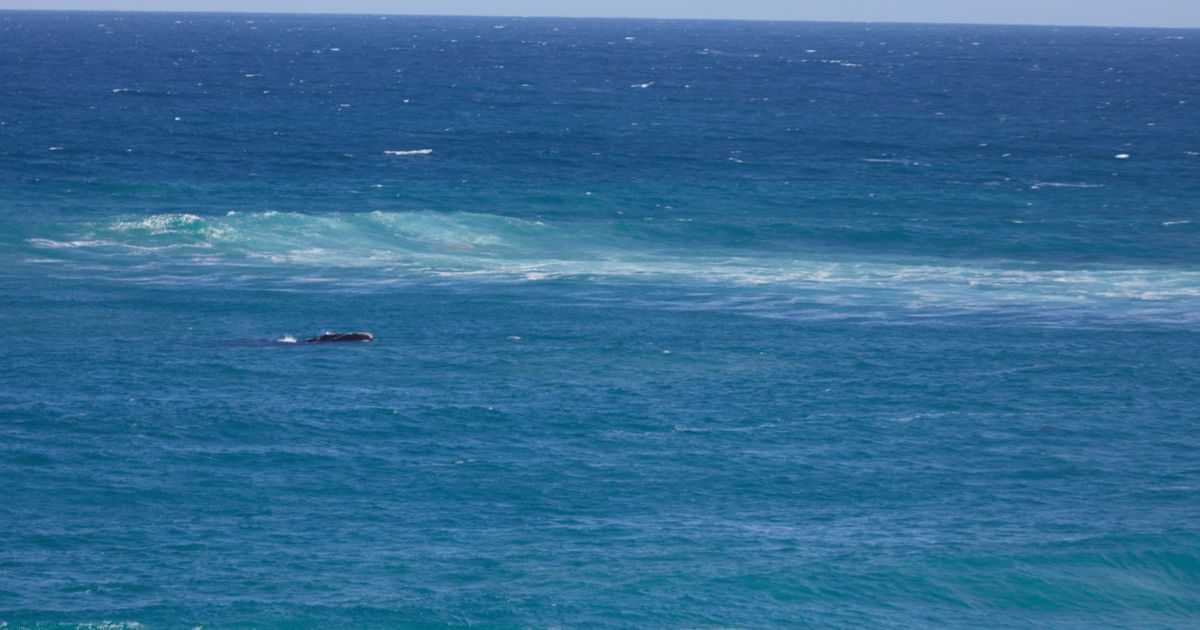 Great Ocean Road whales