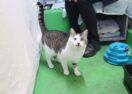 Adopt Big Poppa GAWS