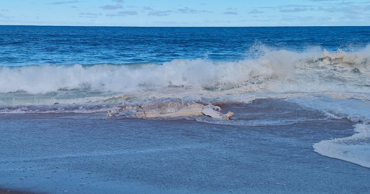 Removal begins after whale carcass closes Bells Beach