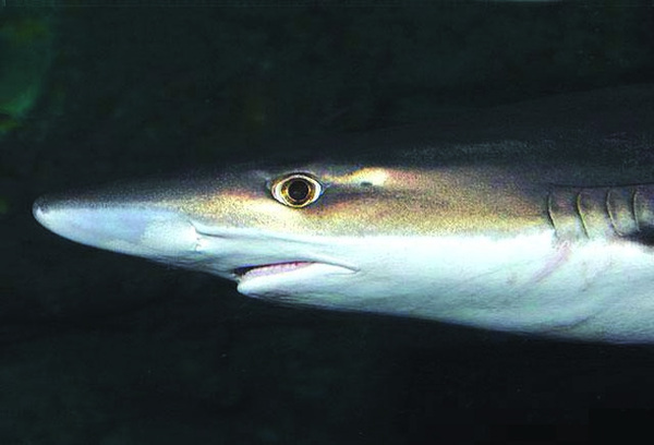 School sharks seem to be coming on in numbers around coastal areas. Photo: D Ross Robertson.