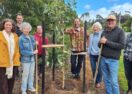Pride Street tree replacement