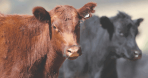Australian beef production