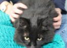 GAWS Winter Appeal