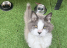 cat containment benefits