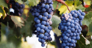 Geelong Shiraz Festival