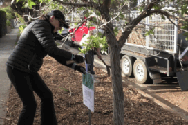 nature strip gardening