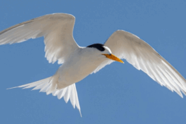 Avalon Ramsar disturbance