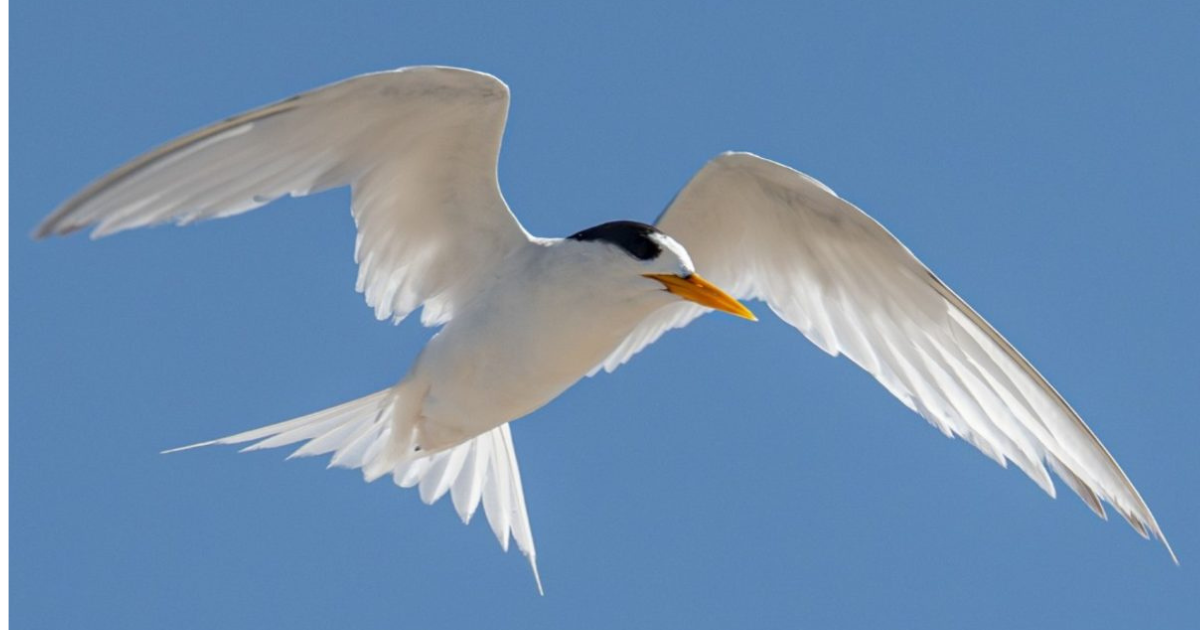 Avalon Ramsar disturbance