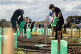 Geelong community tree planting