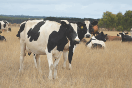 Drought Employment Program