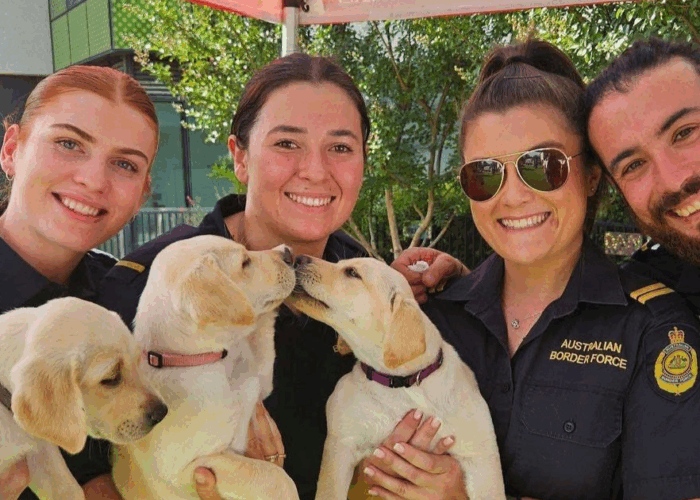 ABF puppy fostering