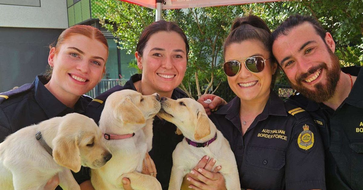 ABF puppy fostering