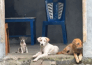 Bunaken Island dogs