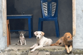 Bunaken Island dogs