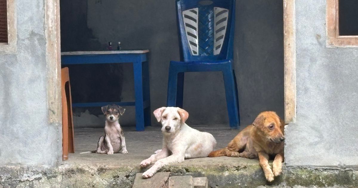 Bunaken Island dogs