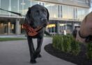 Geelong Top Dog Film Festival 2025